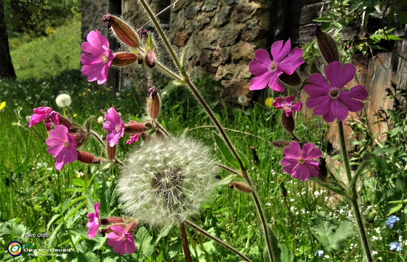 85 Soffione di tarassaco con silene dioica.JPG